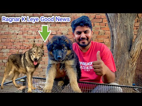 German Shepherd Female Puppy Gift Mil Gai| Thank You Safdar Bhai | From Shahjewana Jhungh