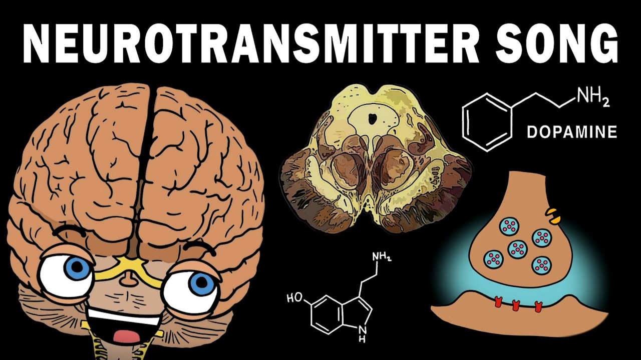 THE NEUROTRANSMITTER SONG
