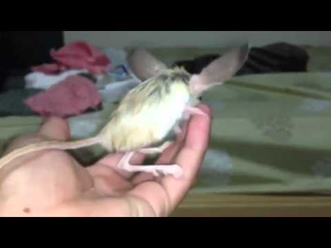 Long eared Jerboa