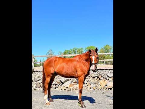 Randy LBM (AGANIX DU SEIGNEUR x KASHMIR VAN SCHUTTERSHOF) - Video 2 video thumbnail