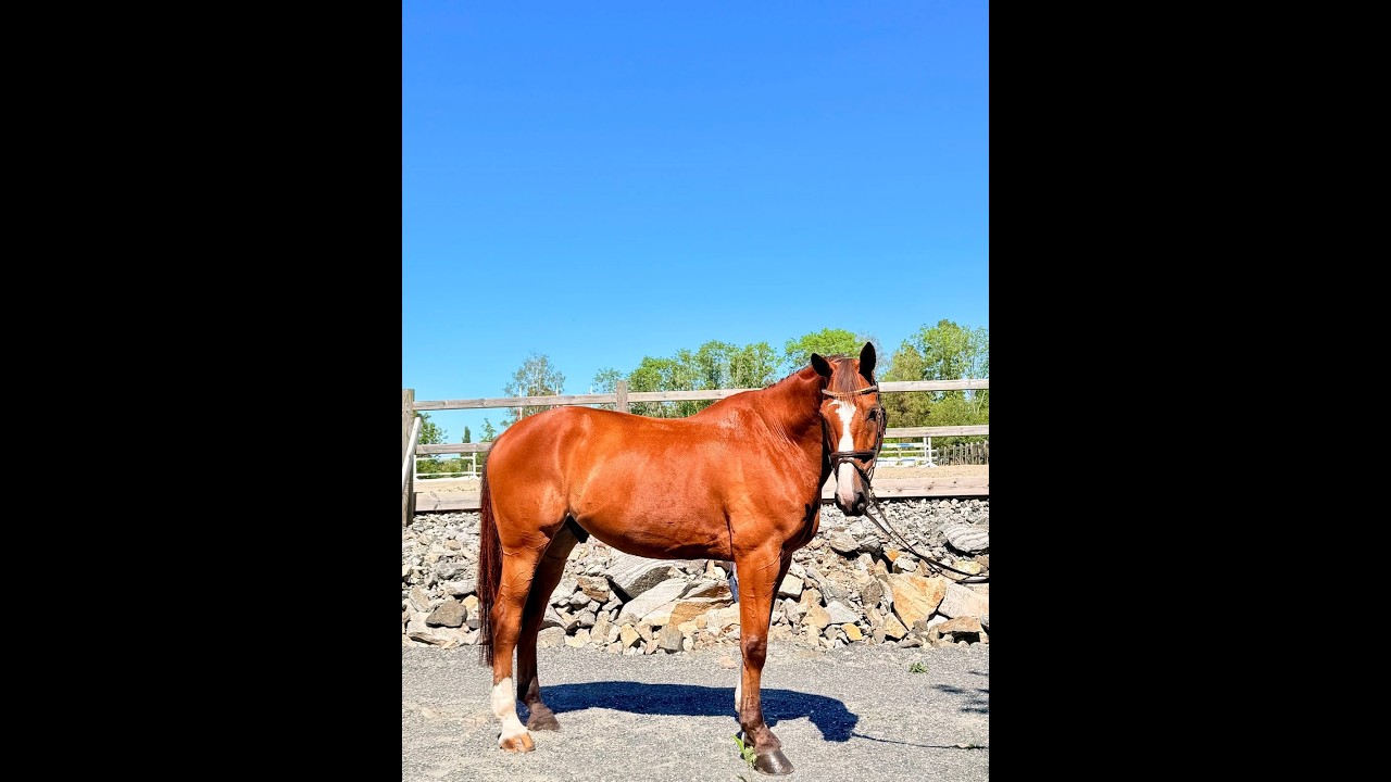 Randy LBM (AGANIX DU SEIGNEUR x KASHMIR VAN SCHUTTERSHOF) video 1