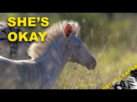 The One I Wasn't Sure I'd See Again | Virtual Safari #324