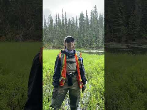 Our Watershed Team’s work in BC's Subboreal Interior!