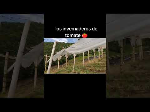 los invernaderos más grandes de santuario Risaralda