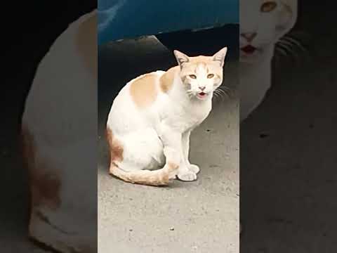 #Meaw....,🐱😸😹