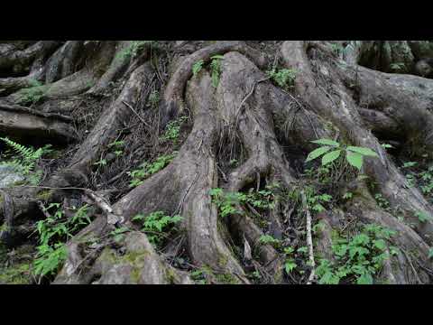 明ヶ指のたまご水と大カツラ／ジオパーク 秩父　Sulfur Spring of Myogasasu and Giant Katsura / Chichibu Geopark
