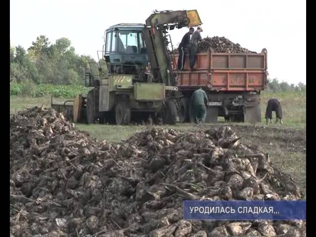 «Сладкий» урожай.