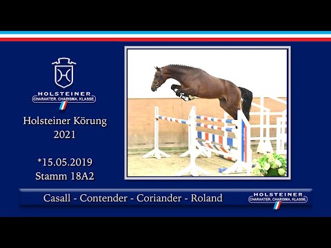 Holsteiner Körlot 2021 | Nr. 12 v. Casall - Contender - Coriander - Roland