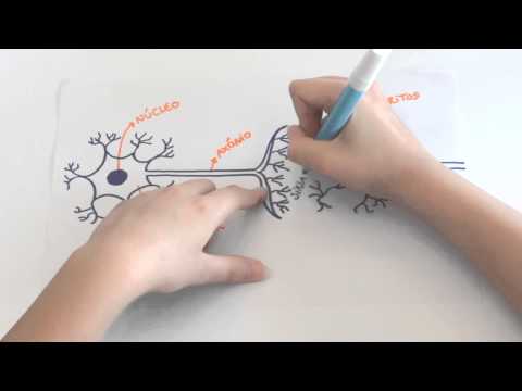 A Ação do Álcool no Cérebro Humano - Introdução, explicação e ilustração