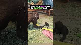 Mama gorilla comforting her baby 🥺