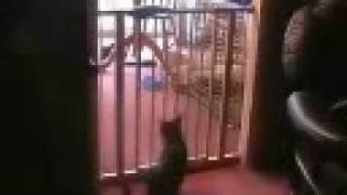 Cat tries to jump over baby gate