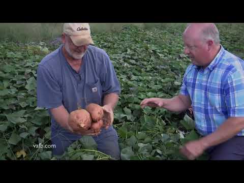 From the Ground Up - Growing Sweet Potatoes