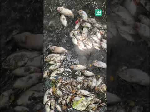 Peixes morrem em córrego de parque ecológico por descarte irregular de esgoto em Juazeiro