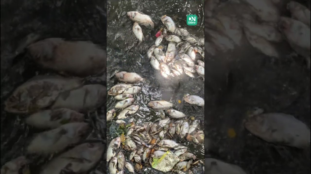 Imagem da notícia Peixes morrem em córrego de parque ecológico por descarte irregular de esgoto em Juazeiro