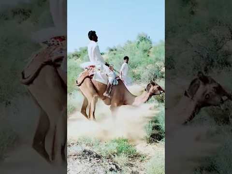 Taking Ride on Crazy Camel #shorts #youtubeshorts