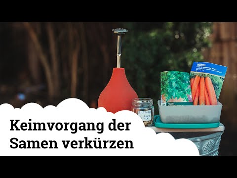 Genialer Trick um Keimvorgang von Samen zu beschleunigen 😍🌱