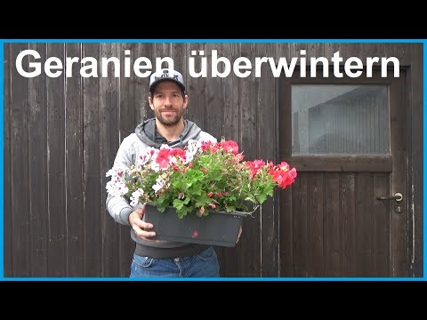 , title : 'Geranien überwintern Geranien Pelargonien Überwinterung nicht winterhart frost Winter'