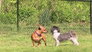 Use common sense when taking your pet out in the heat