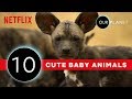 Cutest Baby Animals From Our Planet ? | Netflix
