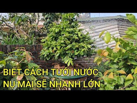🔴 QBS23474 - TƯỚI NƯỚC LÀM SAO ĐỂ NỤ MAI NHANH LỚN |CÁCH CHĂM SÓC MAI VÀNG MIỀN BẮC CHO NỤ LỚN NHANH