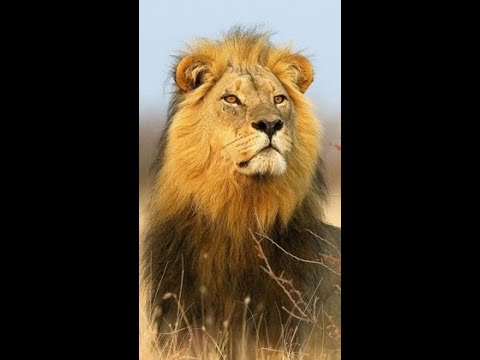 VADMACSKÁK A VADONBAN