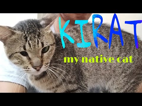 KIRAT my native cat