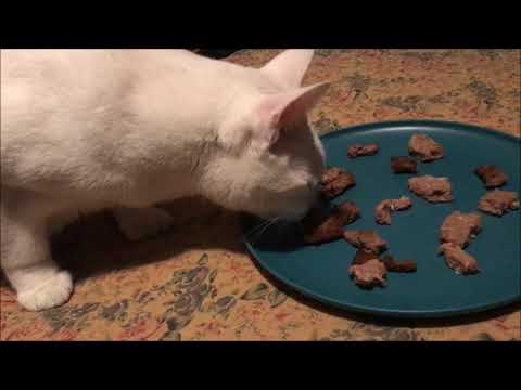 Do cats prefer raw or cooked beef meat? Lets find out