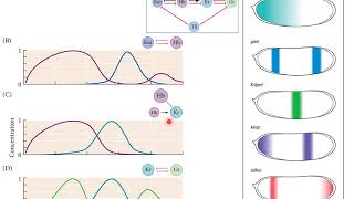Genes del Desarrollo del Eje Antero posterior - Segunda parte