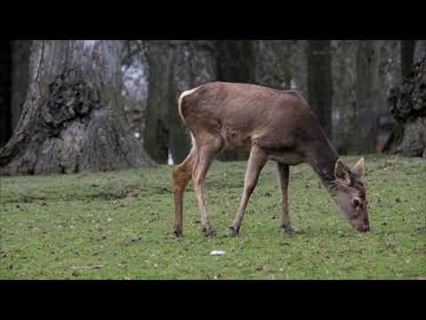 Deer Activity Driving