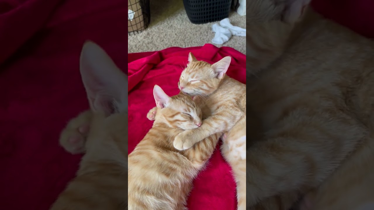 Enlarge Berrt, a Adoptable Domestic Medium Hair in St. Paul, MN video 6/6