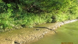 preview picture of video 'Snake on the Harpeth River 8_21_13'