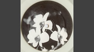 Phalaenopsis (Dub I)