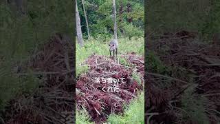 ニホンカモシカ20240813観察(東北山林にて発見)