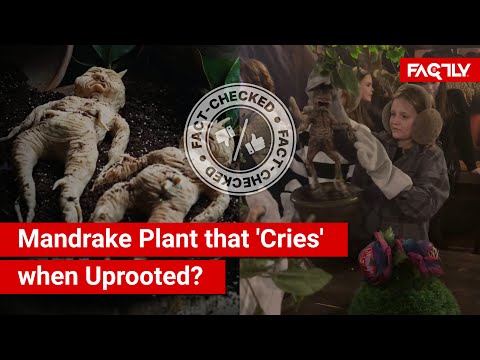FACT CHECK: Viral Videos Show Mandrake Plant that Emits Fatal Crying Sound when Uprooted?