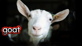 Goats  CVI friendly video for kids gameplay video by JulStar, 2:46 duration
