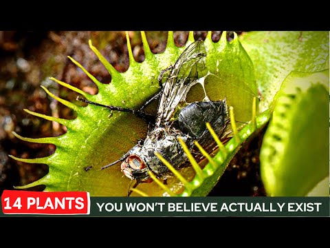 14 Unique Indoor Plants with Personality & Traits