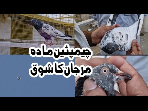Champion Female Pigeons Marjan KPK UstadAdnan Khan Tauqeer Khan