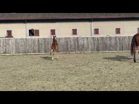 Jairo by Jovian x Rumira (Rohdiamant x Grundstein II) 2 weeks old