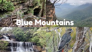 オーストラリア暮らしVlog｜ブルーマウンテンズで過ごす静かな森時間🍃ウェントワースフォールズ