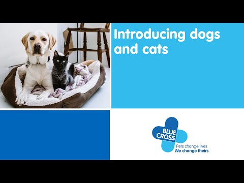 Introducing dogs and cats