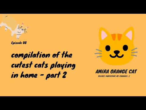 compilation of the cutest cats playing in home - part 2