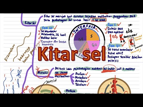 Kitar sel | Biologi T4