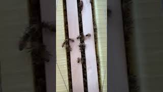 Finally flow frames were accepted