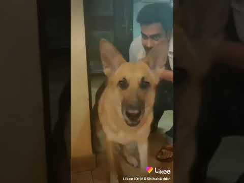 Fanny video kukur Hassan + hanifa