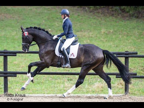 Eyecatcher W 2019 Escamillo/Bellisimmo/Kastelan