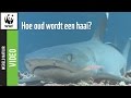 Hoe Oud Wordt Een Haai