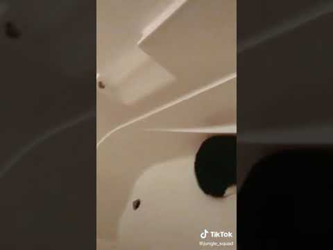 De. Gatos  grasiosos😻🐈