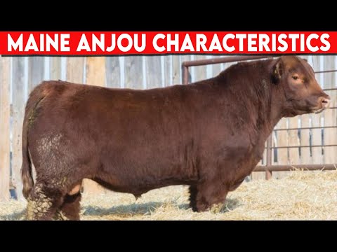 , title : '⭕ Cattle Breeds Maine Anjou Characteristics  ✅  Cattle MAINE ANJOU  / Bulls MAINE ANJOU'