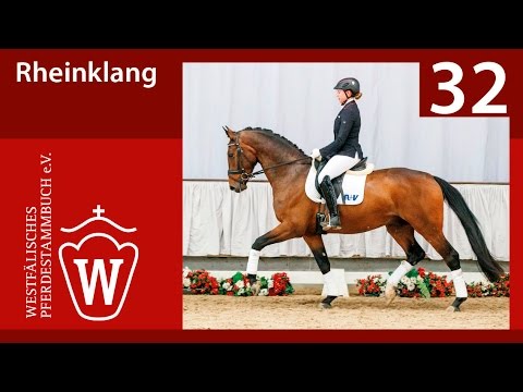 32 Rheinklang Wallach v. Royal Angel - Sunny Boy