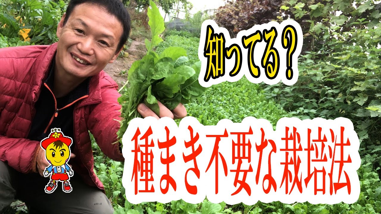 自然栽培のレタスとルッコラ|何度も収穫する工夫とこぼれ種を活かす栽培法